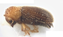 Hypothenemus spp 12602