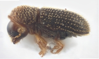 Hypothenemus spp 12603