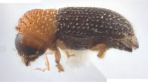 Hypothenemus spp 12604
