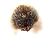 Hypothenemus sp2143_cfparvistriatus 12606