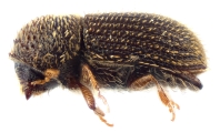 Hypothenemus sp2143_cfparvistriatus 12606