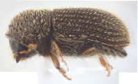 Hypothenemus sp2143_cfparvistriatus 12606