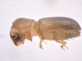 Hypothenemus sp1651_ThaDeyrup 13693