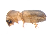 Hypothenemus sp1651_ThaDeyrup 13693