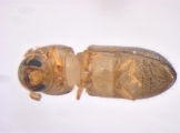 Hypothenemus sp1651_ThaDeyrup 13693