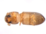 Hypothenemus sp1651_ThaDeyrup 13693