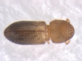 Hypothenemus sp1651_ThaDeyrup 13693