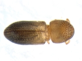 Hypothenemus sp1651_ThaDeyrup 13693