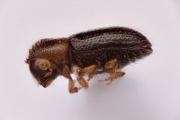 Hypothenemus sp1651_ThaDeyrup 12709