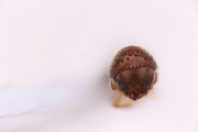Hypothenemus sp1651_ThaDeyrup 12709