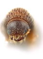 Hypothenemus squamosus 12601