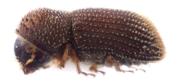 Hypothenemus squamosus 12601