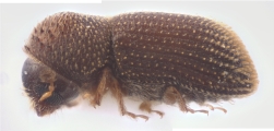 Hypothenemus squamosus 12601