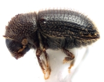 Hypothenemus vesculus 11879