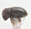 Hypothenemus vesculus 11879