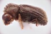 Hypothenemus dissimilis 12757