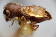 Hypothenemus javanus 14952