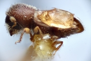 Hypothenemus javanus 14952