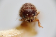 Hypothenemus javanus 14952