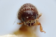 Hypothenemus javanus 14952