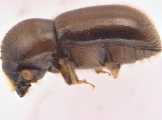 Indocryphalus intermedius 13720