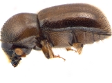 Indocryphalus intermedius 13720
