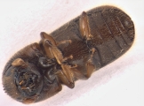 Indocryphalus intermedius 13720