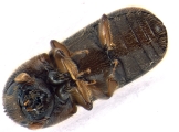 Indocryphalus intermedius 13720