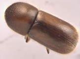 Indocryphalus intermedius 13720