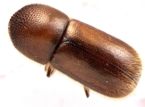 Indocryphalus intermedius 13720