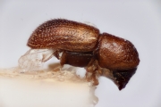 Margadillius concentralis 14904