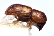 Margadillius concentralis 14904