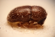 Margadillius loranthus 14953