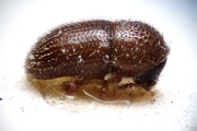 Margadillius loranthus 14953