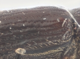 Margadillius magnus 10430