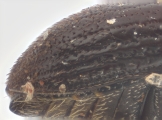 Margadillius magnus 10430