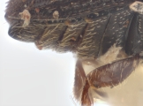Margadillius magnus 10430