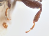 Margadillius magnus 10430