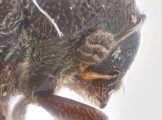 Margadillius magnus 10430