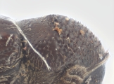 Margadillius magnus 10430