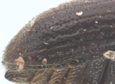 Margadillius magnus 10430