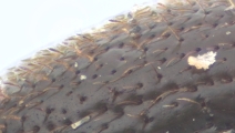 Margadillius magnus 10430