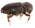 Margadillius magnus 10430