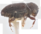 Margadillius magnus 10430