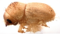 Margadillius margadilaonis 12246