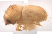 Margadillius margadilaonis 12246