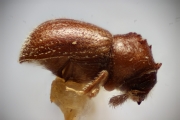 Ernocladius spp 14954