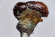 Margadillius minor 14905