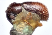 Margadillius minor 14905