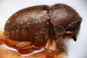 Ernoporus papuanus 14906